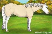 Horse Color:Silver Amber Cream Champagne Roan Splash 