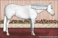 Horse Color:Gray Buckskin Pearl Dun 