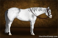 Horse Color:White Spotted Black