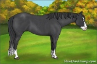 Horse Color:Blue Roan Splash