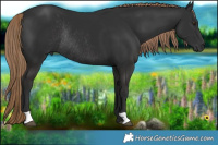 Horse Color:Liver Chestnut Rabicano 
