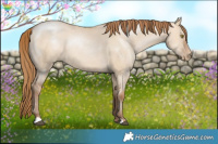Horse Color:Brown Pearl Dun 