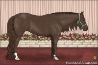 Horse Color:Liver Chestnut Frame