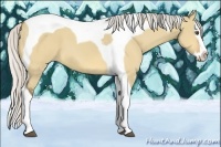 Horse Color:Silver Buckskin Dun Splash Tobiano