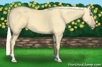 Horse Color:Gold Cream Champagne
