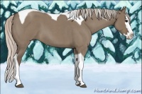 Horse Color:Unknown 