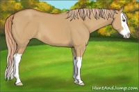 Horse Color:Red Dun Splash 