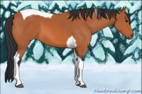 Horse Color:Bay Tobiano