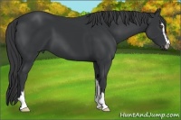 Horse Color:Black Sabino