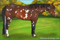 Horse Color:White Spotted Bay Sabino