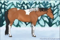 Horse Color:Bay Tobiano 