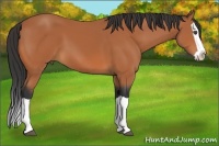 Horse Color:Unknown 