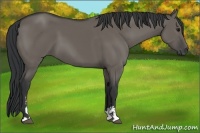Horse Color:Grullo Sabino 