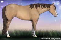 Horse Color:Amber Champagne Sabino 