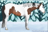 Horse Color:Bay Splash Tobiano Rabicano 