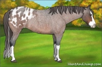 Horse Color:Bay Roan Splash Blanket Rabicano