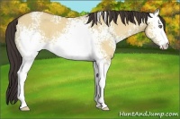 Horse Color:White Spotted Amber Champagne Dun