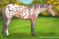 Horse Color:White Spotted Bay Appaloosa 