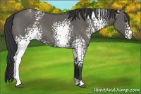 Horse Color:White Spotted Grullo