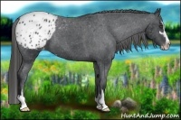 Horse Color:Black Sabino Appaloosa 