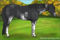 Horse Color:White Spotted Black 