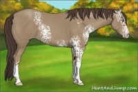 Horse Color:White Spotted Classic Champagne 