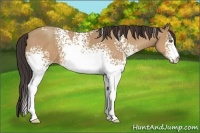 Horse Color:White Spotted Amber Champagne 
