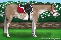 Horse Color:Classic Champagne Sabino 