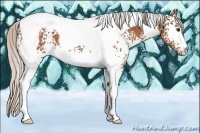 Horse Color:White Spotted Silver Bay Tobiano