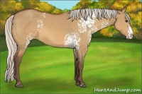 Horse Color:White Spotted Silver Bay Dun Splash Rabicano 