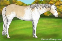 Horse Color:White Spotted Silver Bay Dun Splash Rabicano 