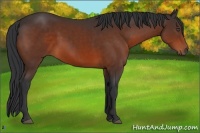 Horse Color:Bay 