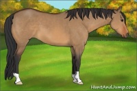 Horse Color:Bay Dun