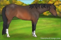 Horse Color:Brown 