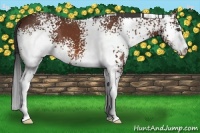 Horse Color:White Spotted Bay Sabino