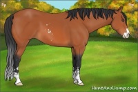 Horse Color:Bay Sabino