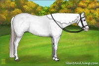 Horse Color:Black Splash Appaloosa 