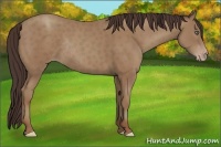 Horse Color:Classic Champagne Frame Rabicano