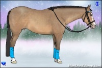 Horse Color:Sable Champagne Sabino 