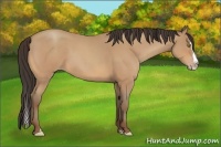 Horse Color:Amber Champagne Roan Splash 