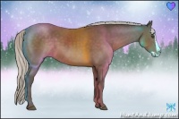 Horse Color:Silver Black Splash