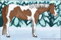 Horse Color:Chestnut Splash Tobiano
