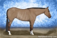 Horse Color:Bay Dun Rabicano 