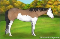 Horse Color:Bay Dun Splash 