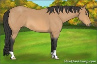 Horse Color:Buckskin Roan 