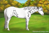 Horse Color:Black Tobiano Appaloosa 