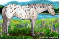 Horse Color:Bay Dun Appaloosa Rabicano