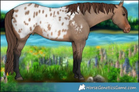 Horse Color:Bay Dun Appaloosa Rabicano 