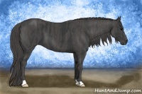 Horse Color:Black Brindle