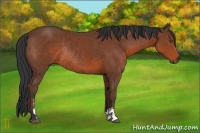Horse Color:Bay Sabino Rabicano